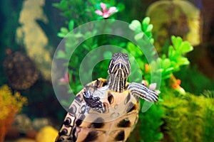 Red Eared Terrapin in aquarium.