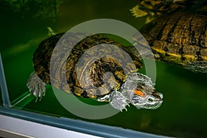 Red-eared terrapin on the background of green water in Exposition Aquarium Complex of Freshwater Fauna of Dnipro National