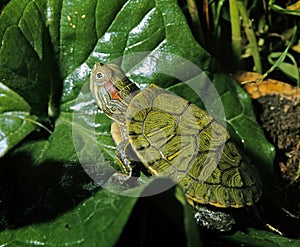 Red-Eared Terrapin,btrachemys scripta elegans