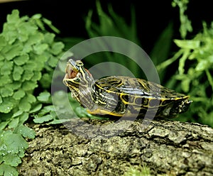 Red-Eared Terrapin,btrachemys scripta elegans