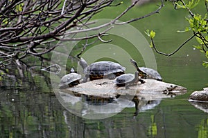 Red Eared Terrapin Trachemys scripta elegans