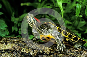 Red-Eared Terrapin, trachemys scripta elegans