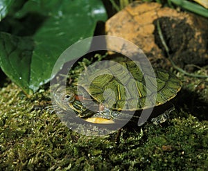 Red-Eared Terrapin, trachemys scripta elegans