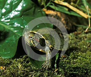 Red Eared Terrapin, trachemys scripta elegans