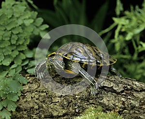 Red eared Terrapin, trachemys scripta elegans