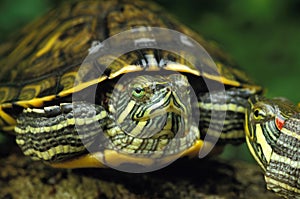 Red-Eared Terrapin, trachemys scripta elegans