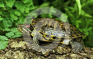 Red-Eared Terrapin, trachemys scripta elegans