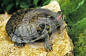 Red-Eared Terrapin, trachemys scripta elegans