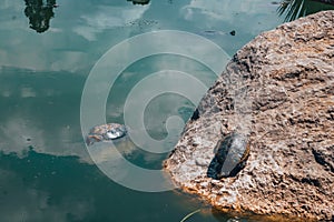 Red Eared Terrapin, trachemys scripta elegans