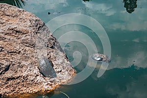 Red Eared Terrapin, trachemys scripta elegans