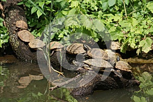 Red-eared Terrapin - Trachemys scripta elegans