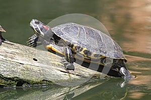 Red Eared Terrapin - Trachemys scripta elegans