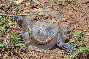 Red Eared Terrapin - Trachemys scripta elegans