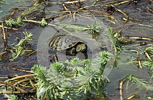 Red Eared Terrapin, trachemys scripta elegans, Adult