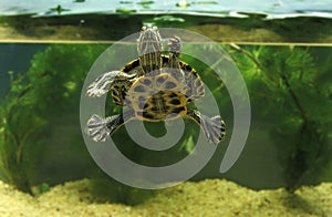 Red Eared Terrapin, trachemys scripta elegans, Adult in Aquarium