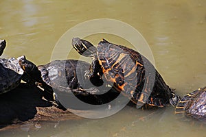 Red Eared Terrapin, trachemys scripta elegans, Adults