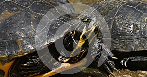 Red Eared Terrapin, trachemys scripta elegans, Aquarium in France