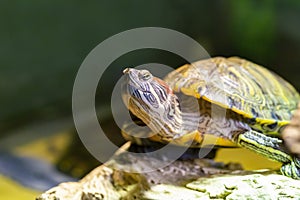 Red Eared Terrapin - Trachemys scripta elegans close-up, portrait of a turtle