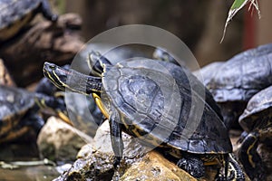 red-eared terrapin (Trachemys scripta elegans