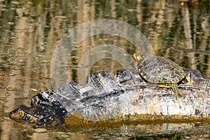 Red Eared Terrapin Trachemys scripta elegans, in the habitat