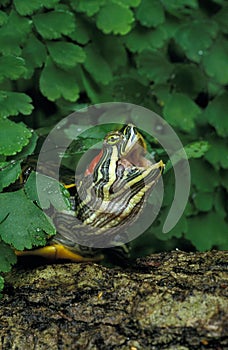 Red-Eared Terrapin, trachemys scripta elegans, Portrait with Open Mouth