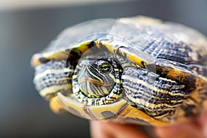 Red Eared Terrapin - Trachemys scripta elegans. Red eared slider turtle in the summer sunlight