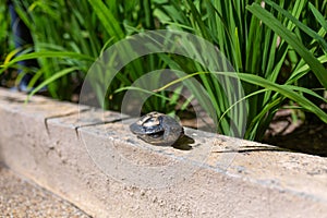 Red Eared Terrapin - Trachemys scripta elegans. Red eared slider turtle in the summer sunlight