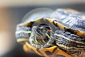 Red Eared Terrapin - Trachemys scripta elegans. Red eared slider turtle in the summer sunlight