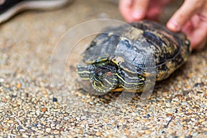 Red Eared Terrapin - Trachemys scripta elegans. Red eared slider turtle in the summer sunlight