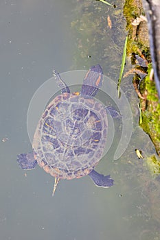 Red-eared terrapin turtle