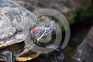 Red-eared terrapin, turtle close up