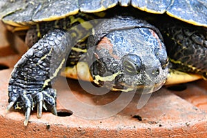 Red Eared Terrapin Turtle Trachemys Scripta Elegans Tortoise