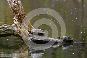 Red Eared Terrapin Turtles AKA Pond slider - Trachemys scripta elegans