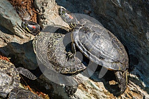 Red-eared terrapins sunbathing