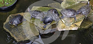 red-eared terrapins. trachemys scripts elegans