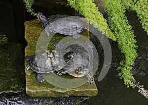 red-eared terrapins. trachemys scripts elegans.