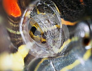 Red eared tortoise eye close up