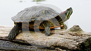 A red-eared tortoise (red-eared slider or red-eared terrapin) sits on a log floating in the lake