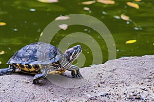 Red-eared tortoise on the shore of a reservoir.