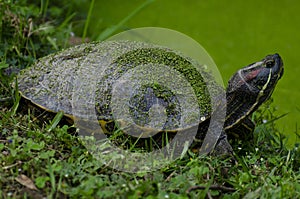 Red Eared Turtle