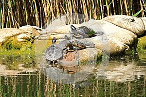 Red-eared turtle bask in the sun