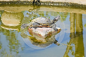 Red-eared turtle basks on a stone