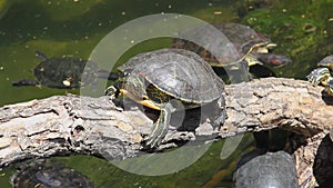 Red-eared turtle on a branch near the pond, pond slider turtles swim in the water. Animals bask in the sun on a summer day.