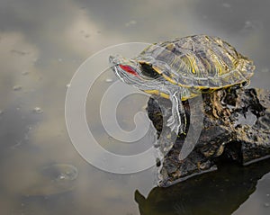 The red-eared turtle climbed out of the water on a stone.Trachemys scripta.