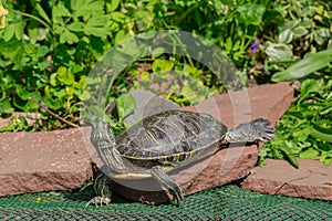 Red eared turtle close up in nature environment
