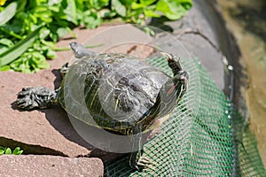 Red eared turtle close up in nature environment
