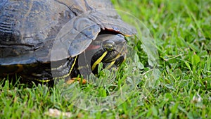 Red eared turtle in its shell