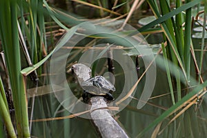 Turtle basks in the sun in the pond in daylight