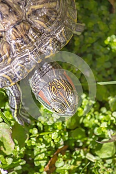 Red eared turtle in nature