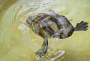 Red-eared turtle with an open mouth on the surface of the water.Protected, trying to bite.